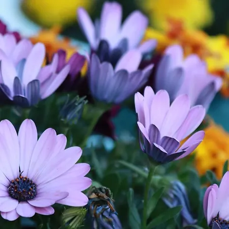 La Petite Berais 3* Missillac