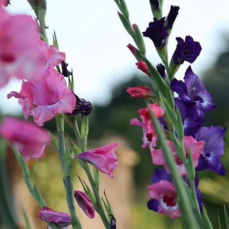 فندق مبيت وإفطار La Petite Berais Missillac