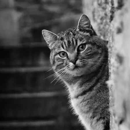 فندق مبيت وإفطار La Petite Berais 3*